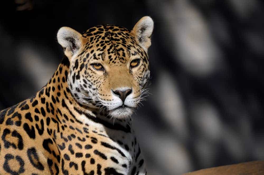 Belize Zoo Wildlife Shore Excursion excursion image
