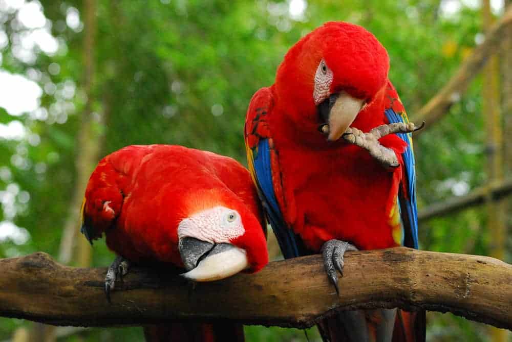 San Pedro Altun Ha and Belize Zoo Tour