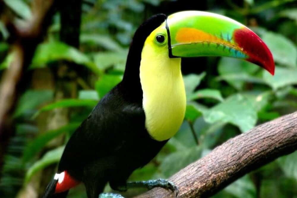 Crooked Tree Wildlife Sanctuary Belize — Birding on the Lagoon