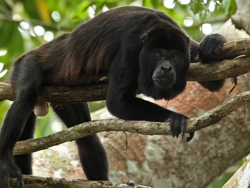 Altun Ha, Cave Tubing and Baboon Sanctuary from Belize City