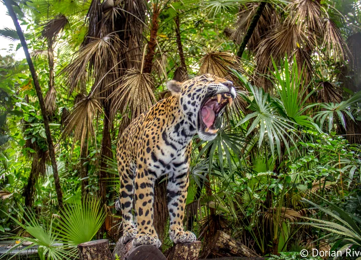 Jaguar photographed during a Belize Zoo wildlife tour