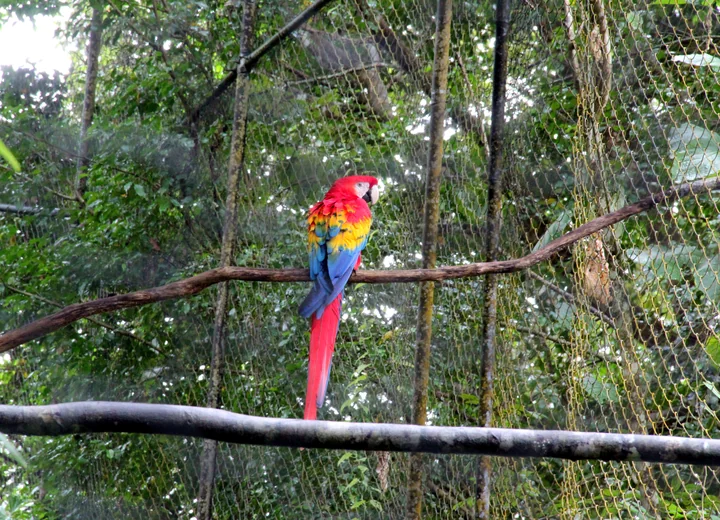 Scarlet macaw photographed during a Belize Zoo tour