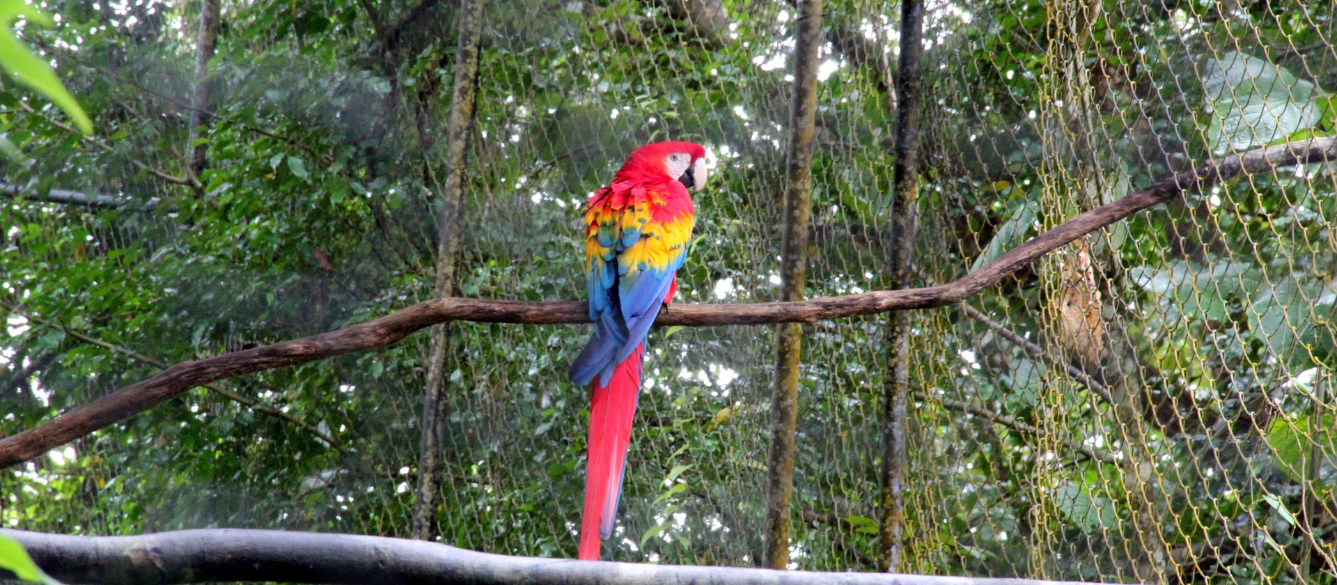 Belize Zoo jaguar wildlife stop paired with Xunantunich