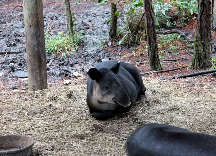 Baird tapir photographed at the Belize Zoo