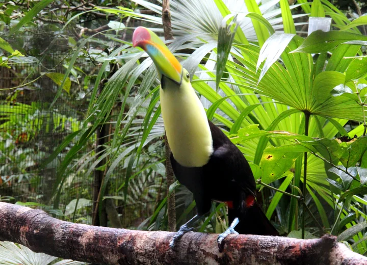 Keel-billed toucan photographed at the Belize Zoo