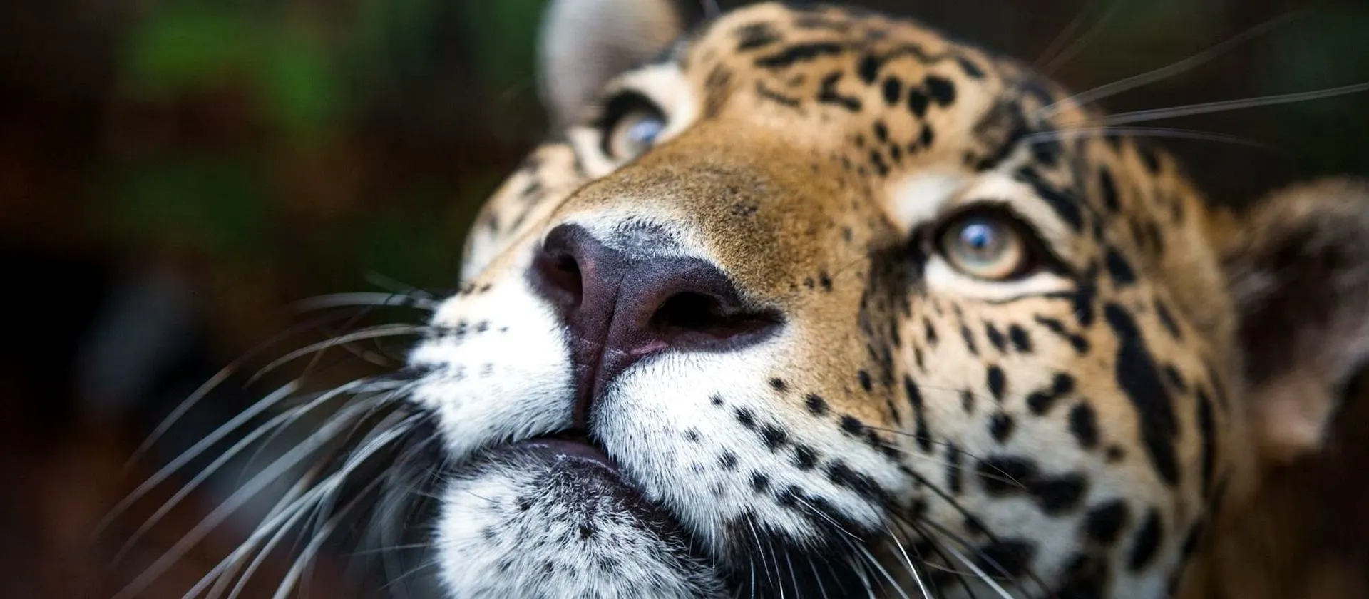 San Pedro Altun Ha and Belize Zoo Tour from Ambergris Caye with Private Belize Adventure