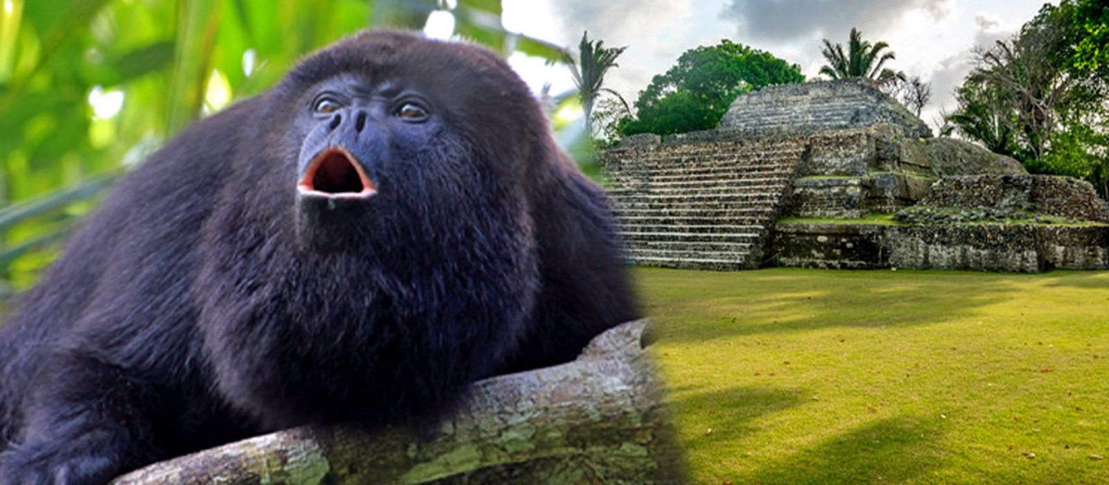 Birding by Boat Cruise at Crooked Tree Wildlife Sanctuary from Belize City with Belize City Highlights, Crooked Tree Birding by Boat from Belize City
