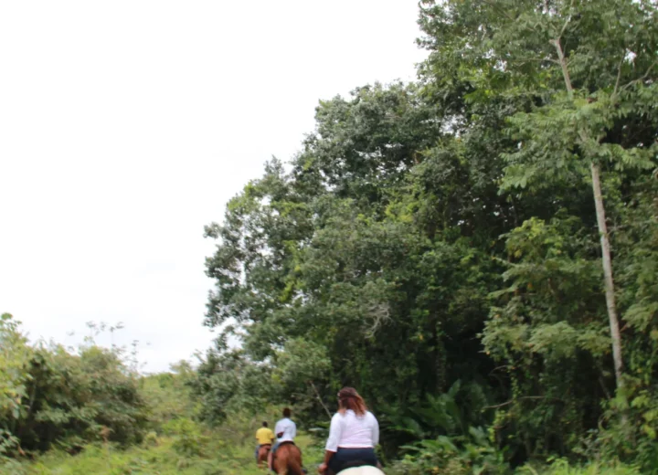 Guest riding a horse on a jungle trail during a Xunantunich tour from Hopkins
