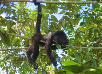 Altun Ha, Cave Tubing and Baboon Sanctuary from Belize City
