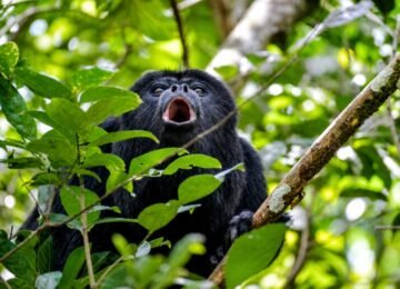 Black howler monkey in the Belize jungle canopy during a wildlife tour in Belize.