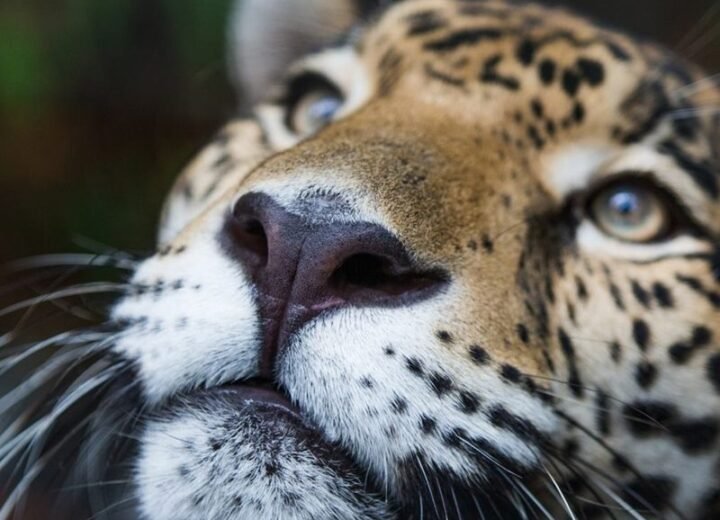 Jaguar at the Belize Zoo