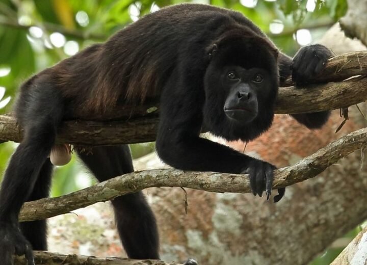 Altun Ha and Baboon Sanctuary Excursion private Belize tour