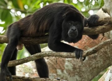 Black howler monkey in Belize forest