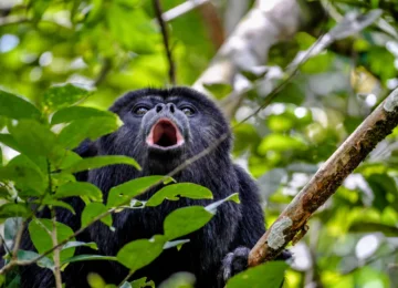 Black howler monkey in the Community Baboon Sanctuary forest